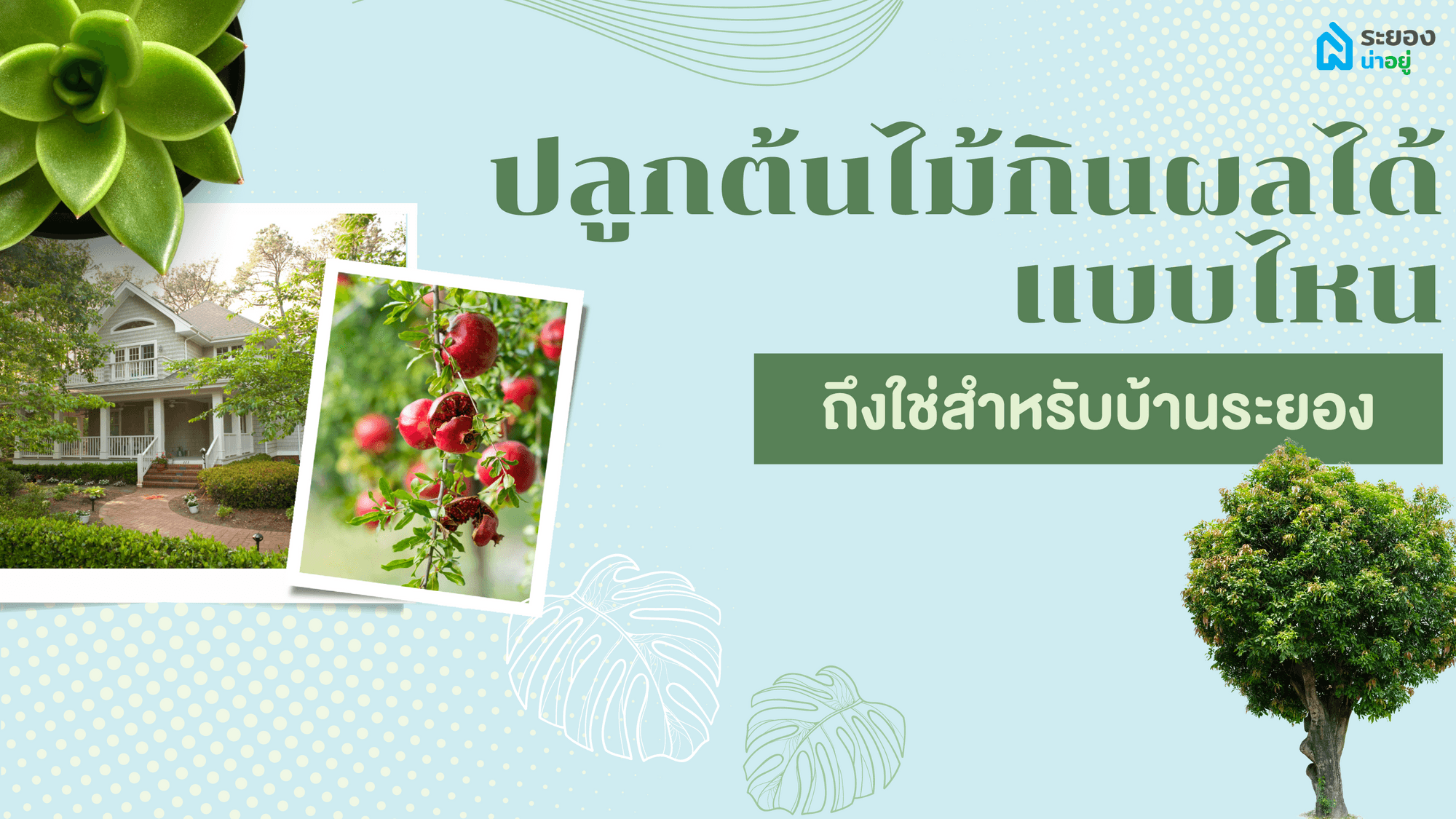ปลูกต้นไม้กินผลได้แบบไหน ถึงใช่สำหรับบ้านระยอง