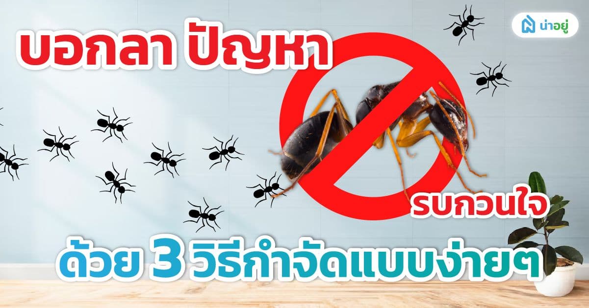 บอกลาปัญหา "มด" รบกวนใจ ด้วย 3 วิธีกำจัดมดแบบง่าย ๆ!