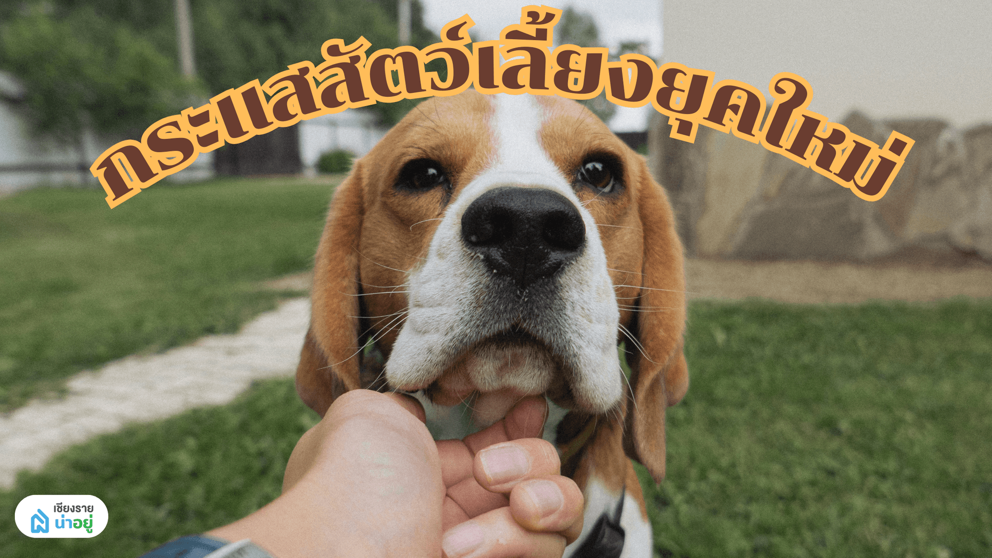 สัตว์เลี้ยงมาแรงในช่วงนี้ เทรนด์ที่สะท้อนใจคนยุคใหม่